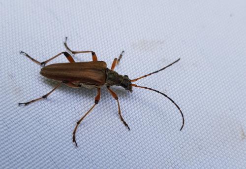 Stenocorus meridianus